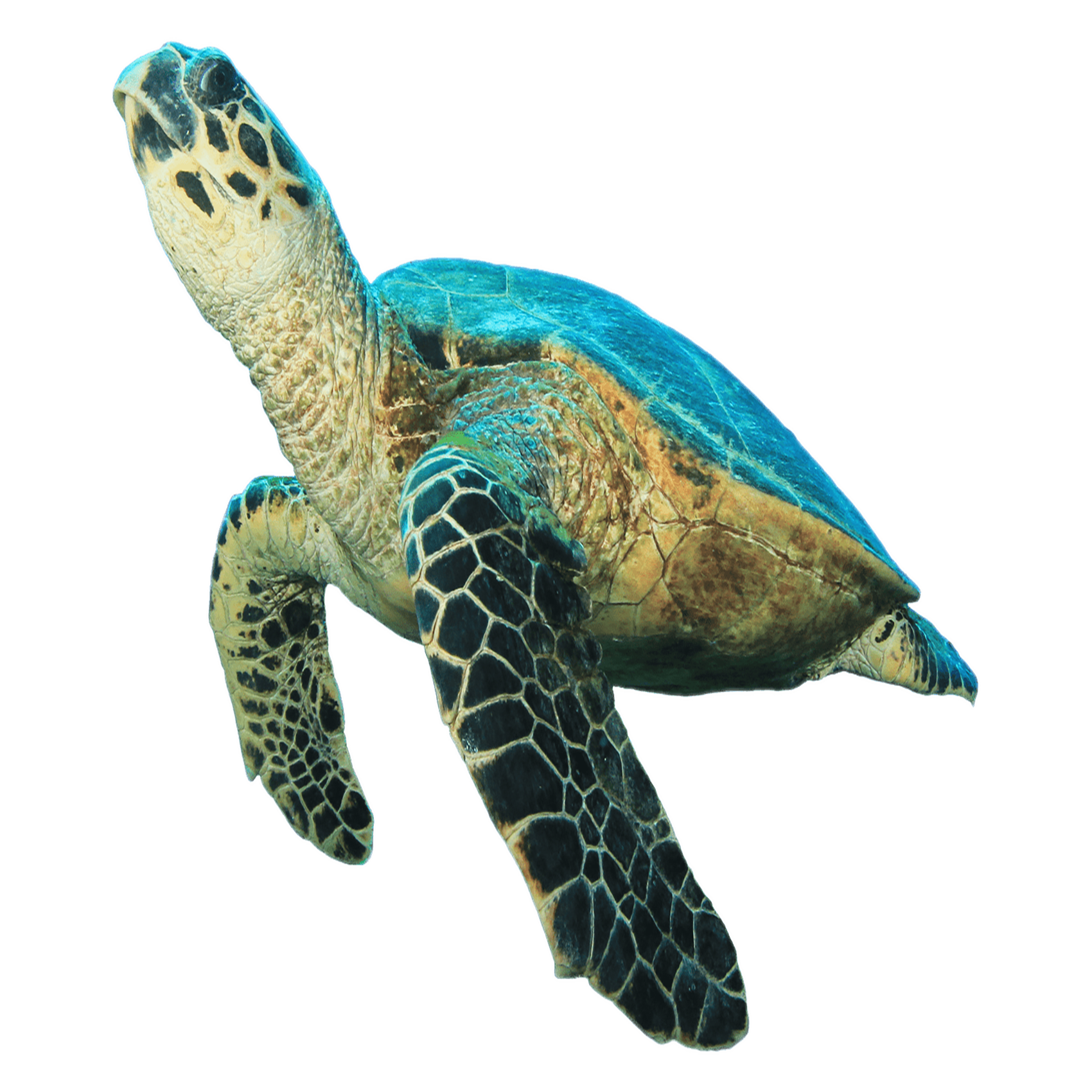 Turtle Transparent Image