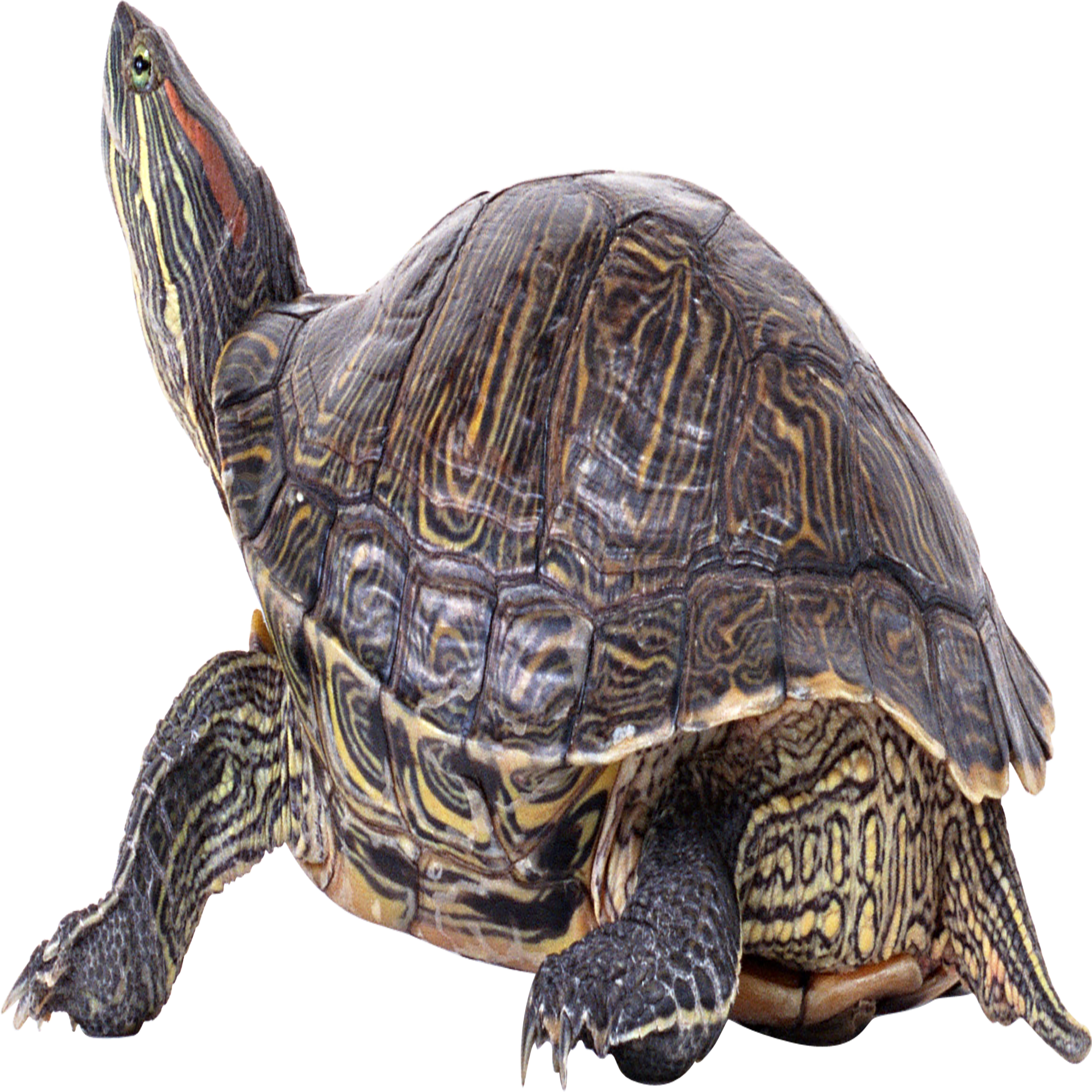 Turtle Transparent Picture