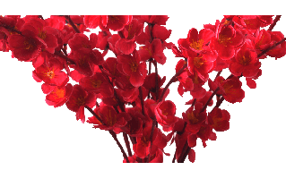 Vanda Orchid Flower PNG