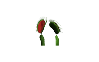 Venus Flytrap PNG