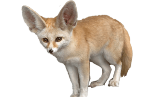 Vulpes Zerda PNG