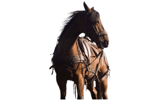 War Horse PNG