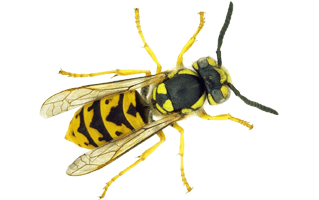 Wasp PNG