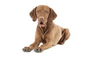 Weimaraner Dog PNG