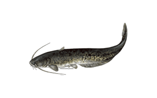 Wels Catfish PNG