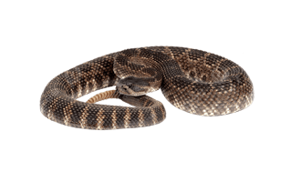 Western Diamondback Attlesnake PNG