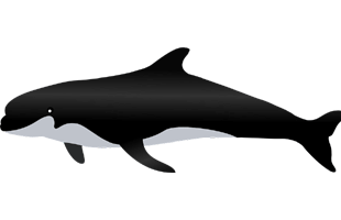 Whale PNG
