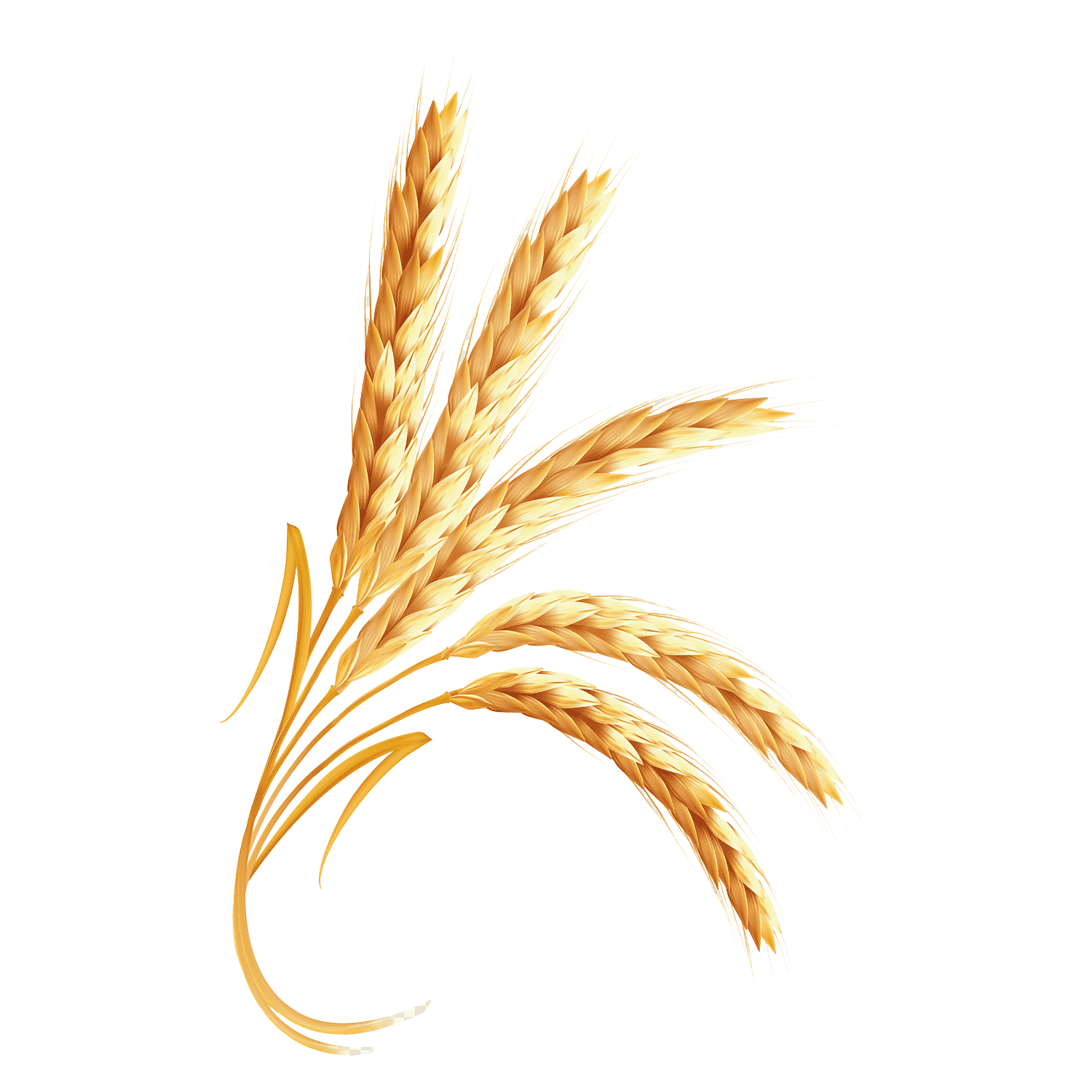 Wheat Transparent Image