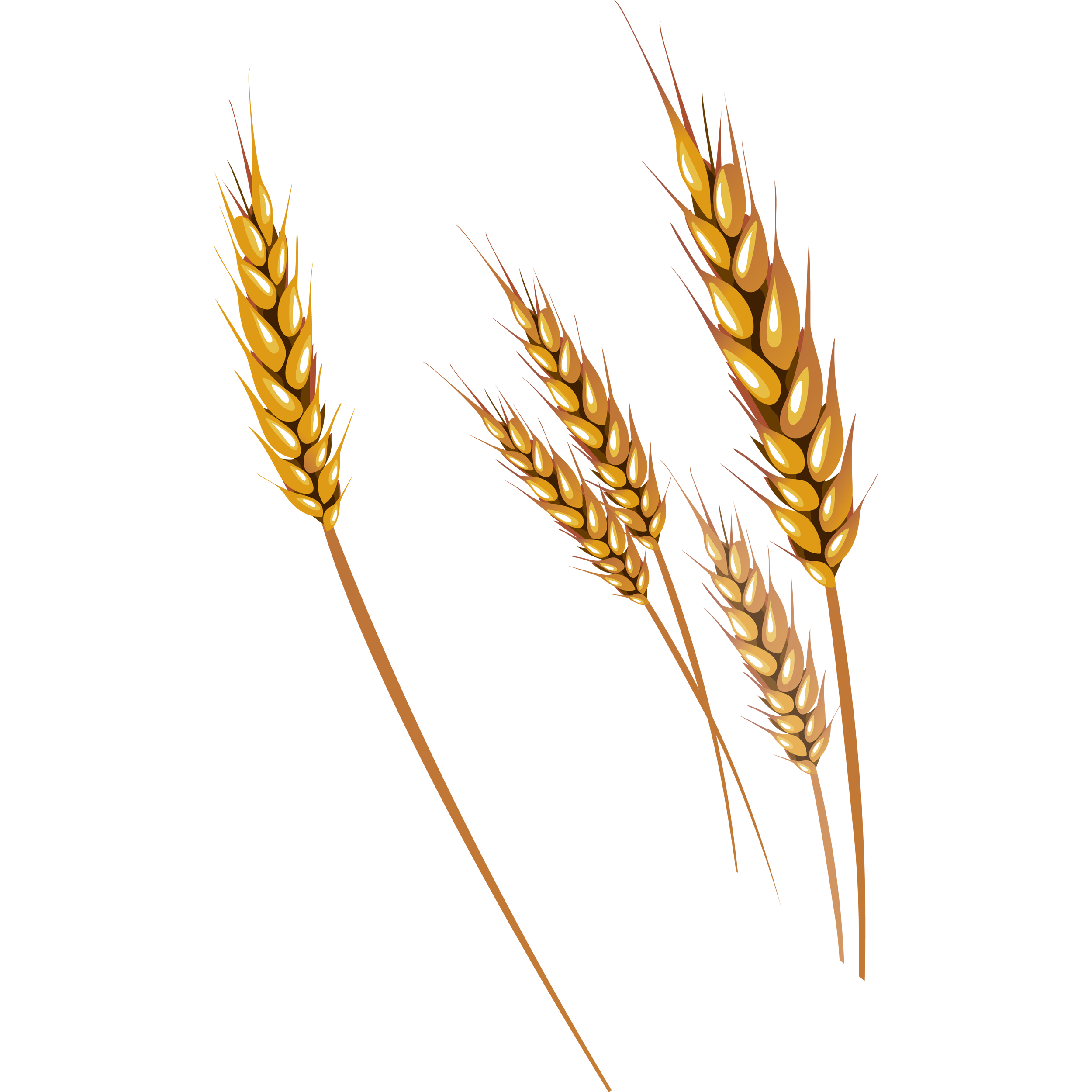Wheat Transparent Picture