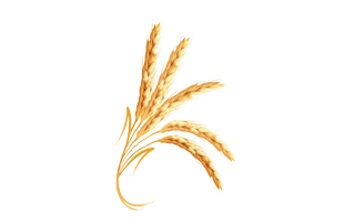 Wheat