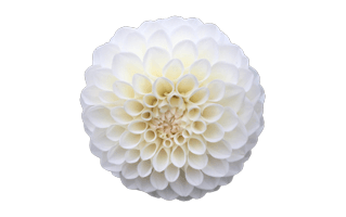 White Dahlia PNG
