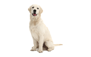 White Dog PNG
