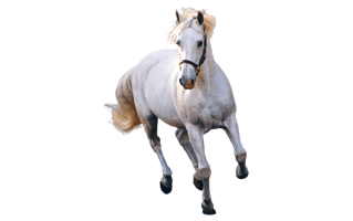 White Horse PNG