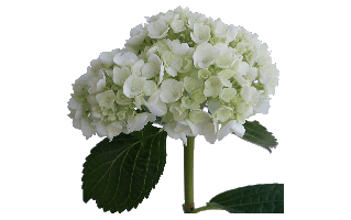 White Hydrangea PNG