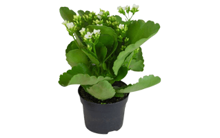 White Kalanchoe PNG