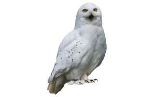 White Owl PNG