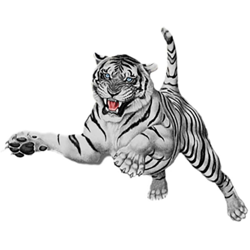 White Tiger Transparent Photo