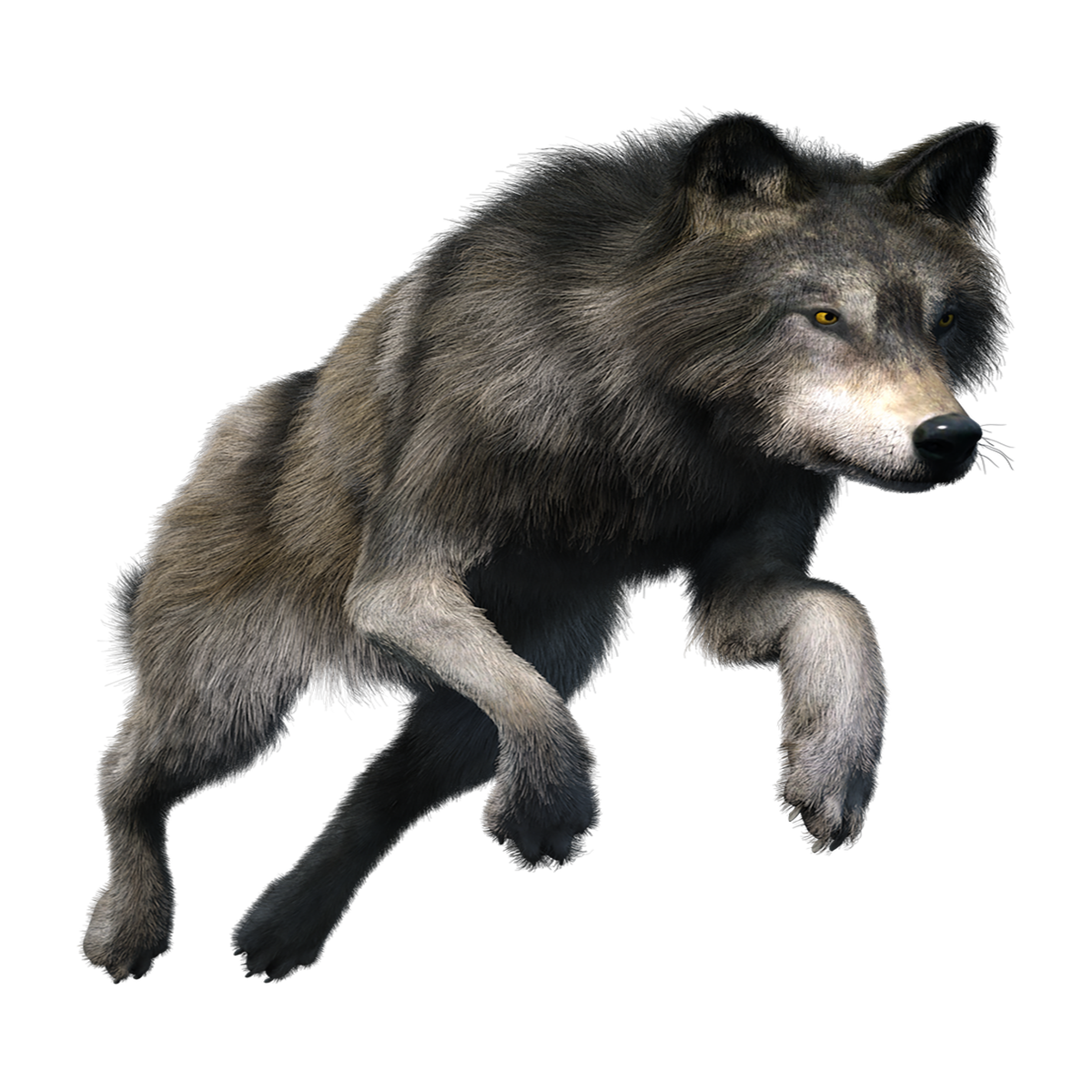 Wolf Transparent Image