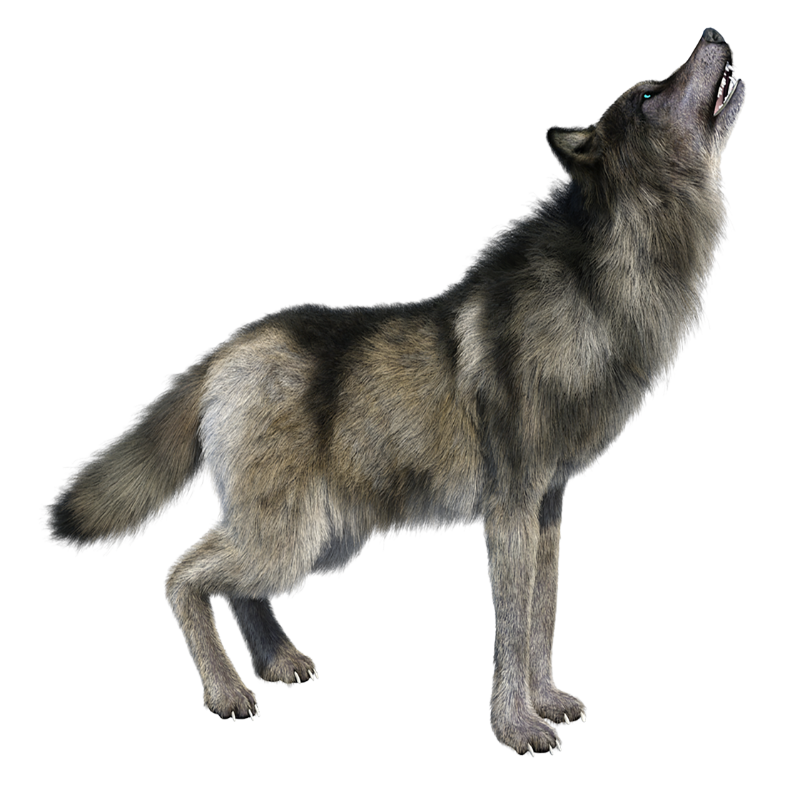 Wolf Transparent Photo