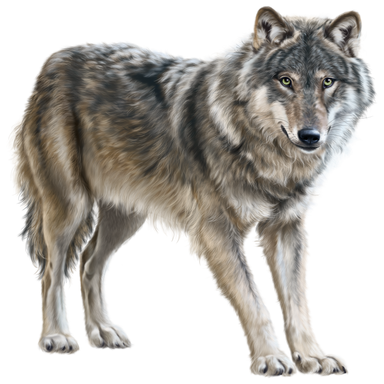 Wolf Transparent Picture