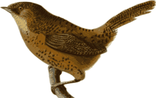 Wren PNG