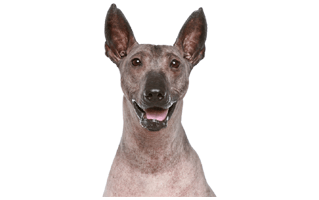 Xoloitzcuintli Dog PNG