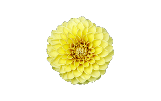 Yellow Dahlia PNG
