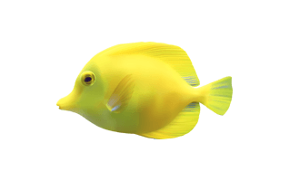 Yellow Fish PNG