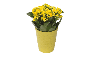 Yellow Kalanchoe PNG