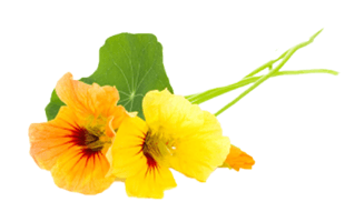 Yellow Nasturtium PNG