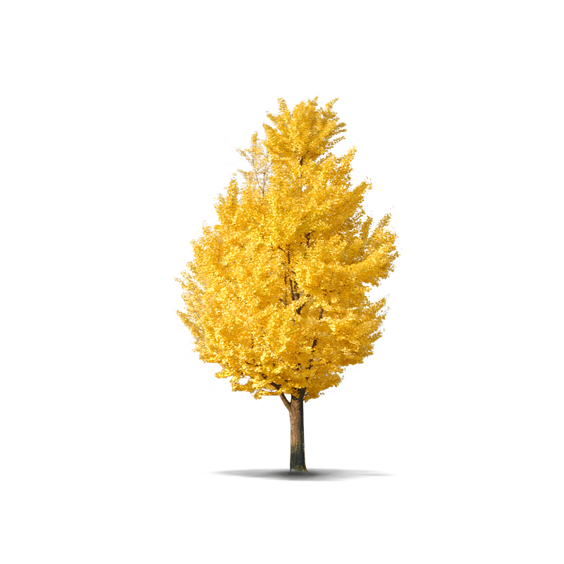 Yellow Tree Transparent Picture
