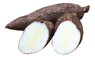 Yuca PNG