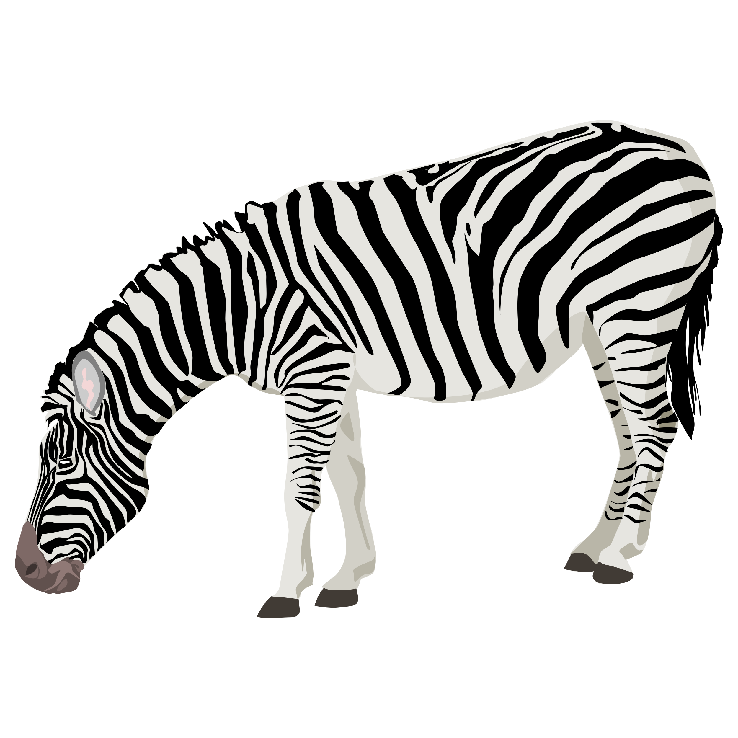 Zebra Transparent Image