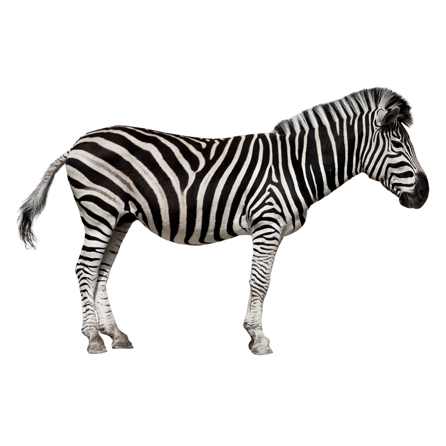 Zebra Transparent Photo
