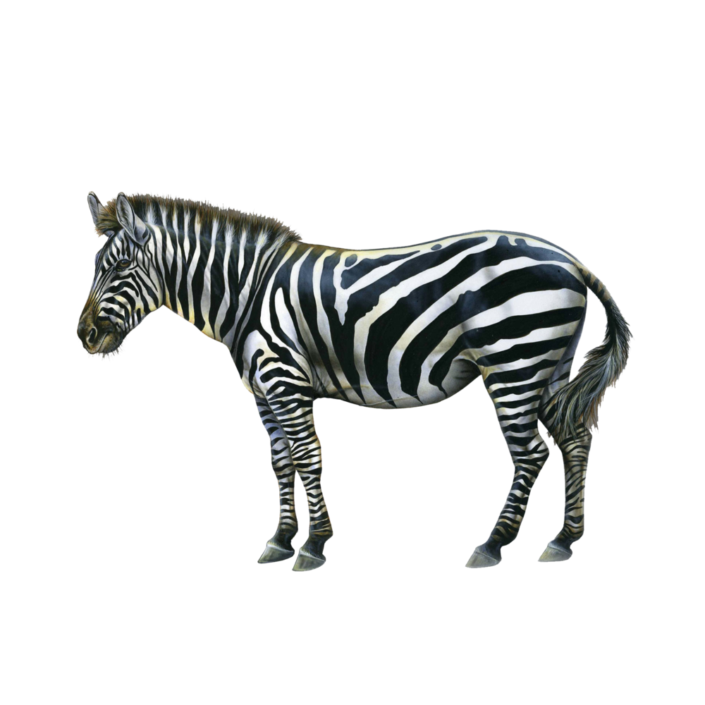 Zebra Transparent Picture