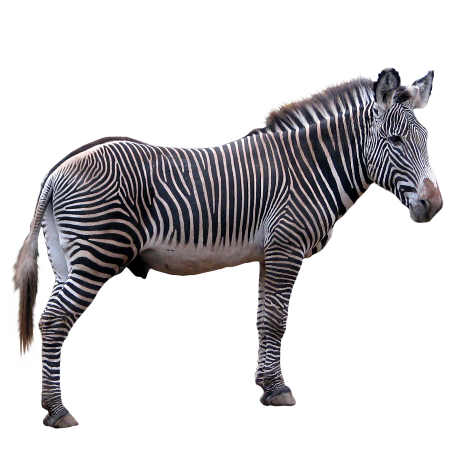 Zebra Transparent Clipart