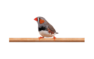 Zebra Finch PNG